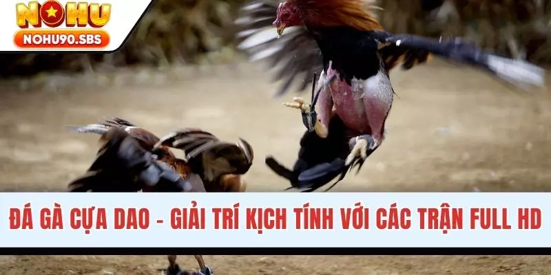 Đá Gà Cựa Dao - Hình Thức Giải Trí Kịch Tính Tại NOHU90